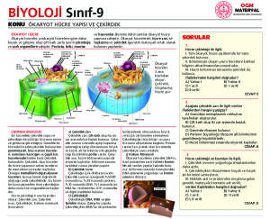 ÖKARYOT HÜCRE YAPISI VE ÇEKİRDEK