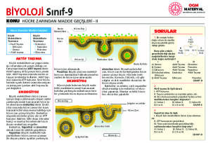 HÜCRE ZARINDAN MADDE GEÇİŞLERİ 2
