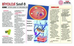 SİTOPLAZMA VE ORGANELLER 4