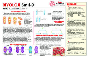 BAKTERİLER ALEMİ 2