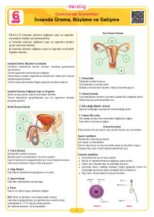 İnsanda Üreme, Büyüme ve Gelişme