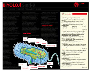 HÜCRE TEORİSİ VE PROKARYOT HÜCRE