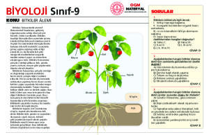 BİTKİLER ALEMİ