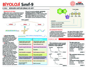 RNA VE ATP