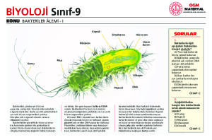 BAKTERİLER ALEMİ 1