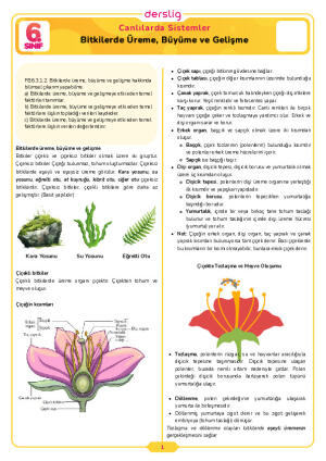 6.Sınıf 3.Tema 2.Konu (Bitkilerde Üreme, Büyüme ve Gelişme) Çalışma Kağıdı Cevap Anahtarı