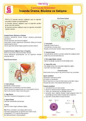 6.Sınıf 3.Tema 5.Konu (İnsanda Üreme, Büyüme ve Gelişme) Çalışma Kağıdı Cevap Anahtarı