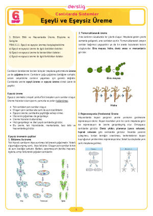 6.Sınıf 3.Tema 1.Konu (Eşeyli ve Eşeysiz Üreme) Çalışma Kağıdı Cevap Anahtarı