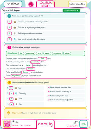 3. sınıf Fosillerin Oluşum Süreci Çalışma Kağıdı-Cevap Anahtarı