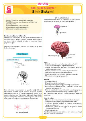 6.Sınıf 3.Tema 6.Konu (Sinir Sistemi) Çalışma Kağıdı Cevap Anahtarı