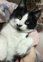 Karabaş Çarpık Ayak