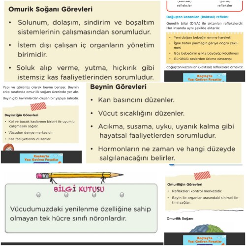 Cevap Resmi