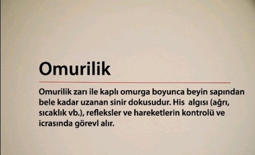 Cevap Resmi