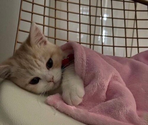 Operatör'e bağlanıyorsunuz (2. Kitap Dahil) kitabı kaç yaş için˚˖𓍢ִ໋🌷͙֒✧˚.🎀༘⋆
Okuyanlar cevaplarsa sevinirimmm 🕰☕📜🎞🗝