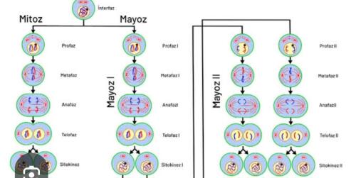 Mitoz ve mayoz arasındaki farklar nelerdir