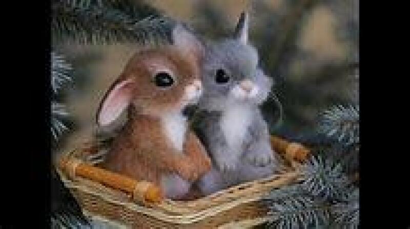 En tatlı hayvanları atana yıldız örnek veriyorum