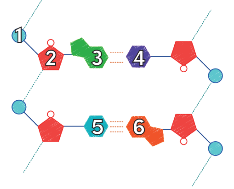 arkadaşlar doğru yanlış sorusu 
 5 numaralı yapı stozin ise 6 numaralı yapı guanindir
doğru/yanlış