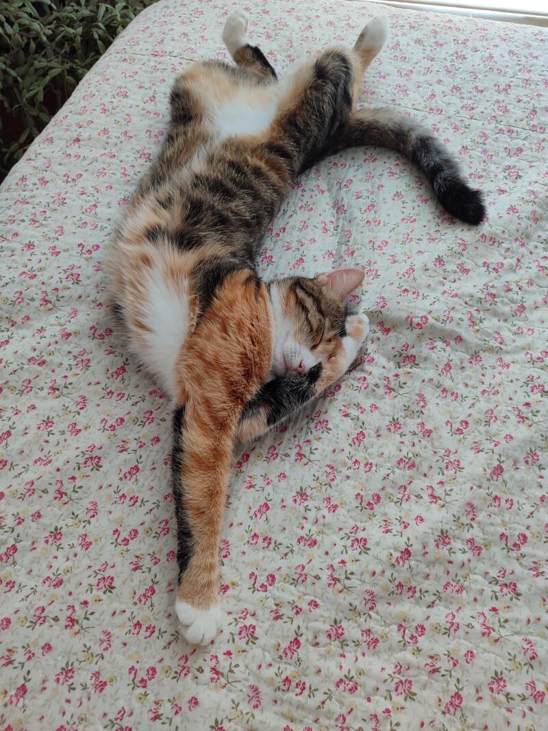 kedisi olan foto atsınnnn