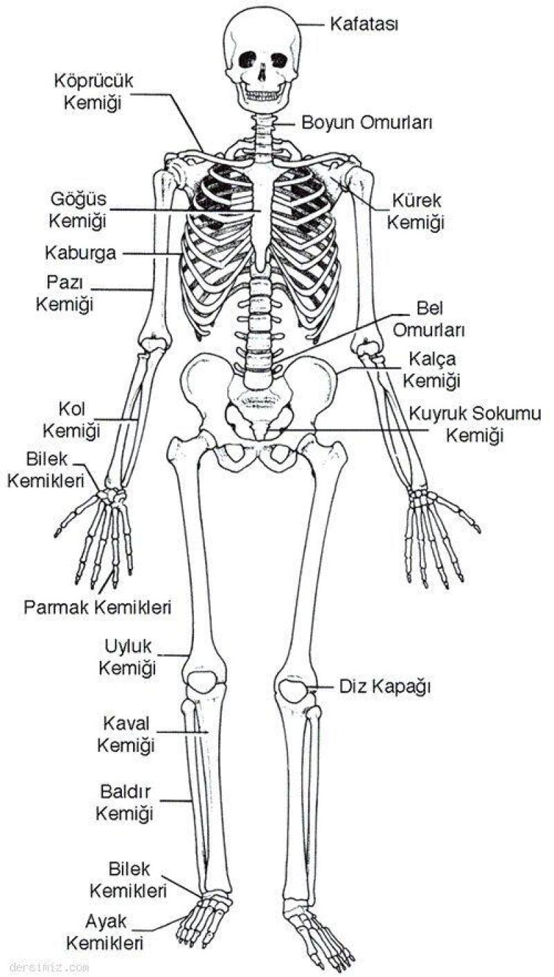 Cevap Resmi