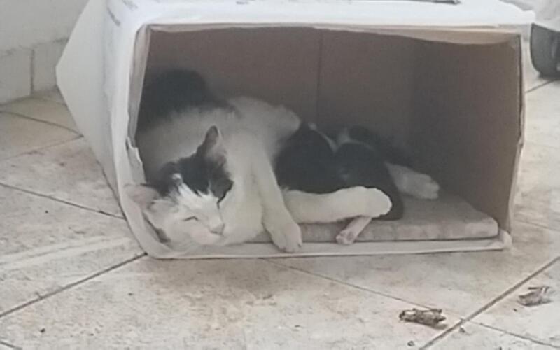 Bakın bunlar bizim balkondaki kediler🐈‍⬛🐈‍⬛🐈‍⬛
Bide
Hayvan hücrelerini yazın🪷