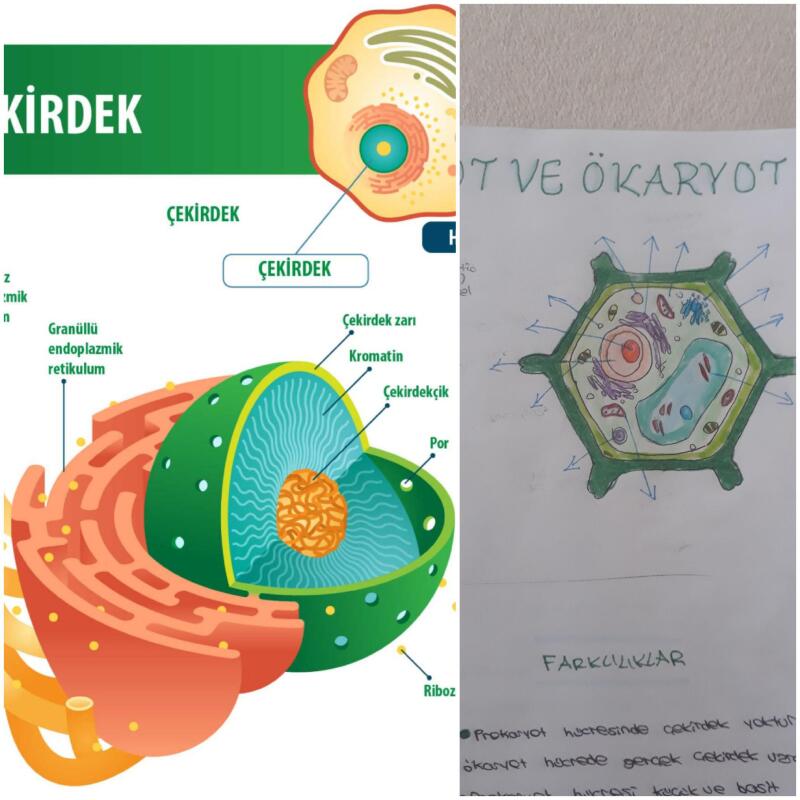 Arkadaslar hangisi ökaryot hücresidir??