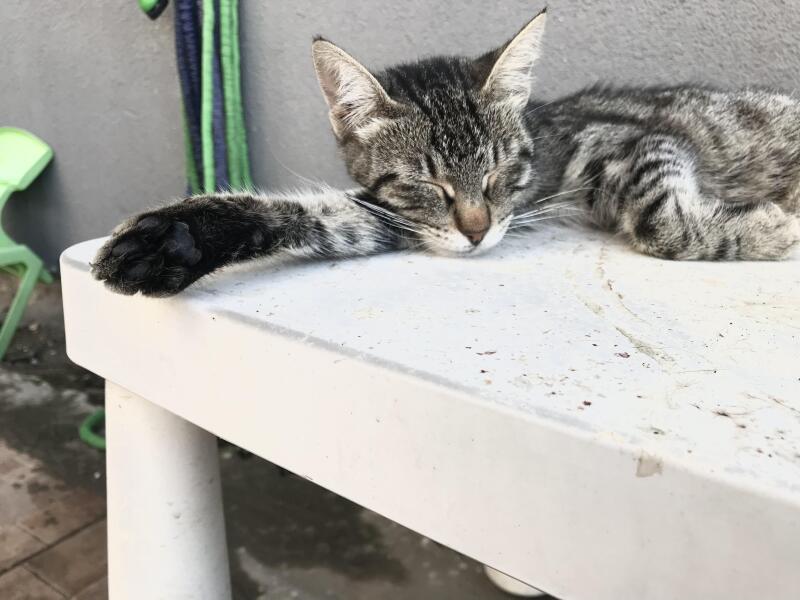 Bu benim kedim çok tatlı