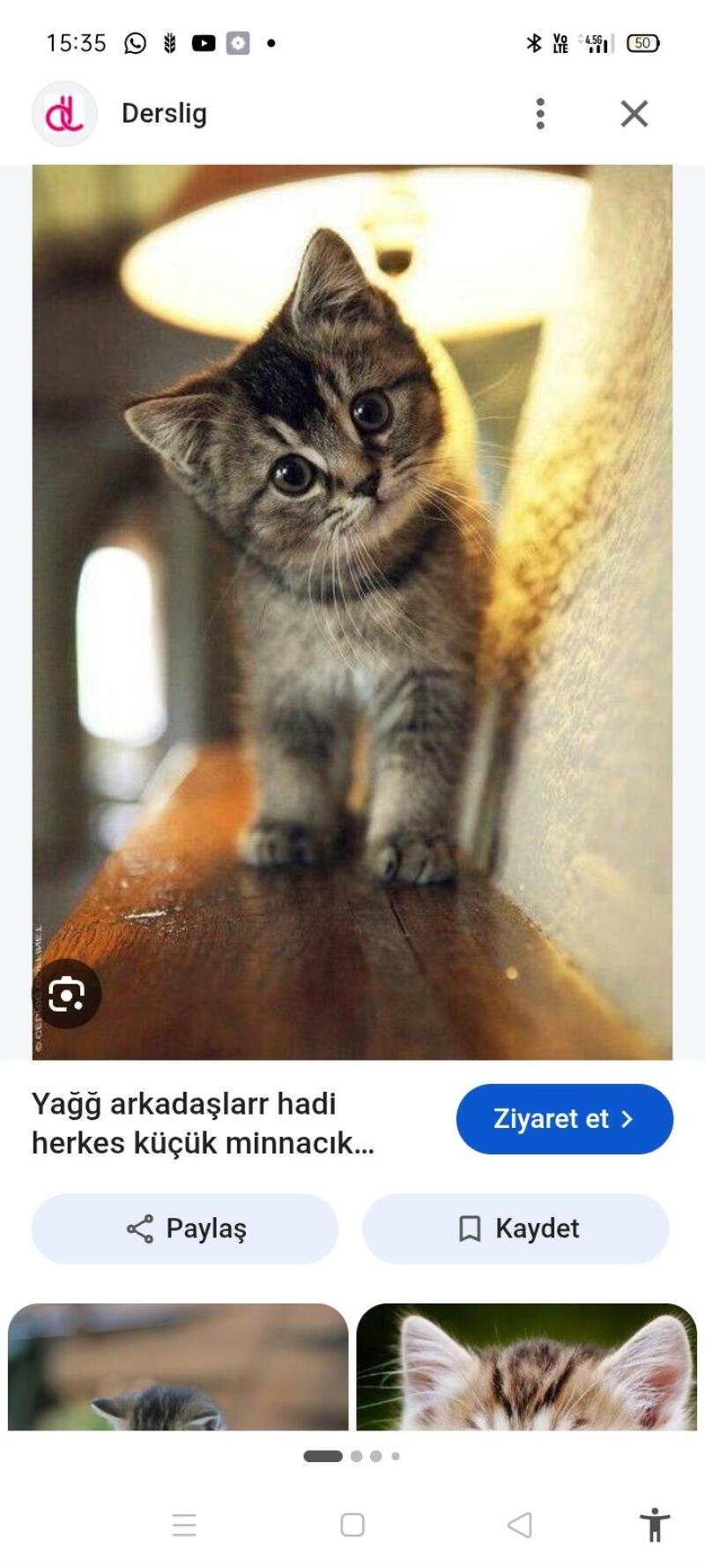 En tatlı yavru kediye siz tahmin edin