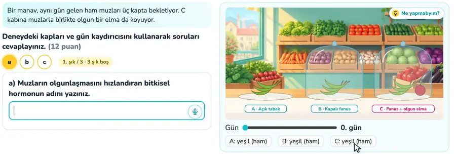 Meyve olgunlaşması ve etilen 11. sınıf biyoloji provasında farklı kaplardaki muzların günler içindeki olgunlaşmasının etilen hormonu ile açıklandığı animasyon