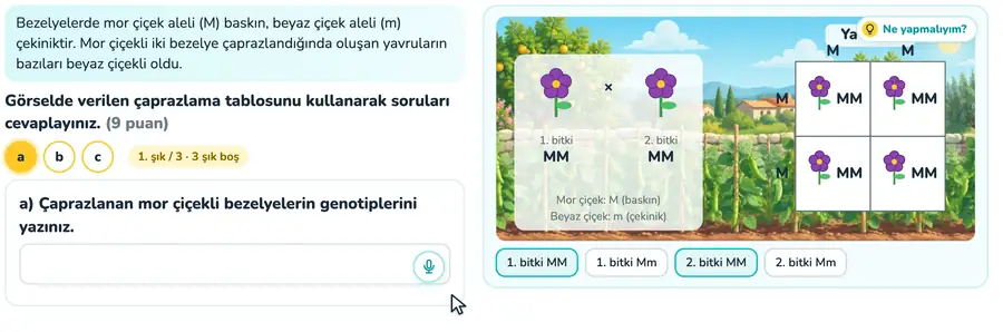 Çaprazlama tablosu ve genotip oranları 8. sınıf fen bilimleri provasında bezelyelerin genotipleri seçilip çaprazlama tablosunda yavruların oluştuğu animasyon
